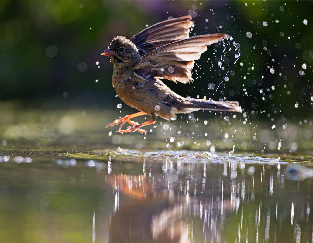 Ortolan bunting