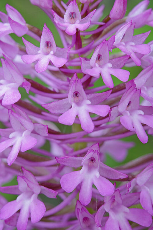Pyramidal Orchid (Anacamptis pyramidalis (L.) Rich.)