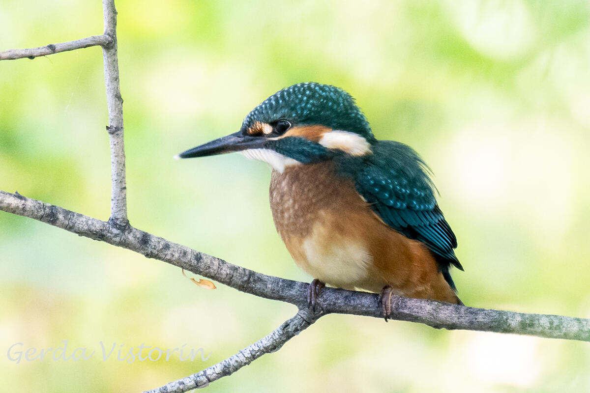 GerdKingfisher /Alcedo atthis/
