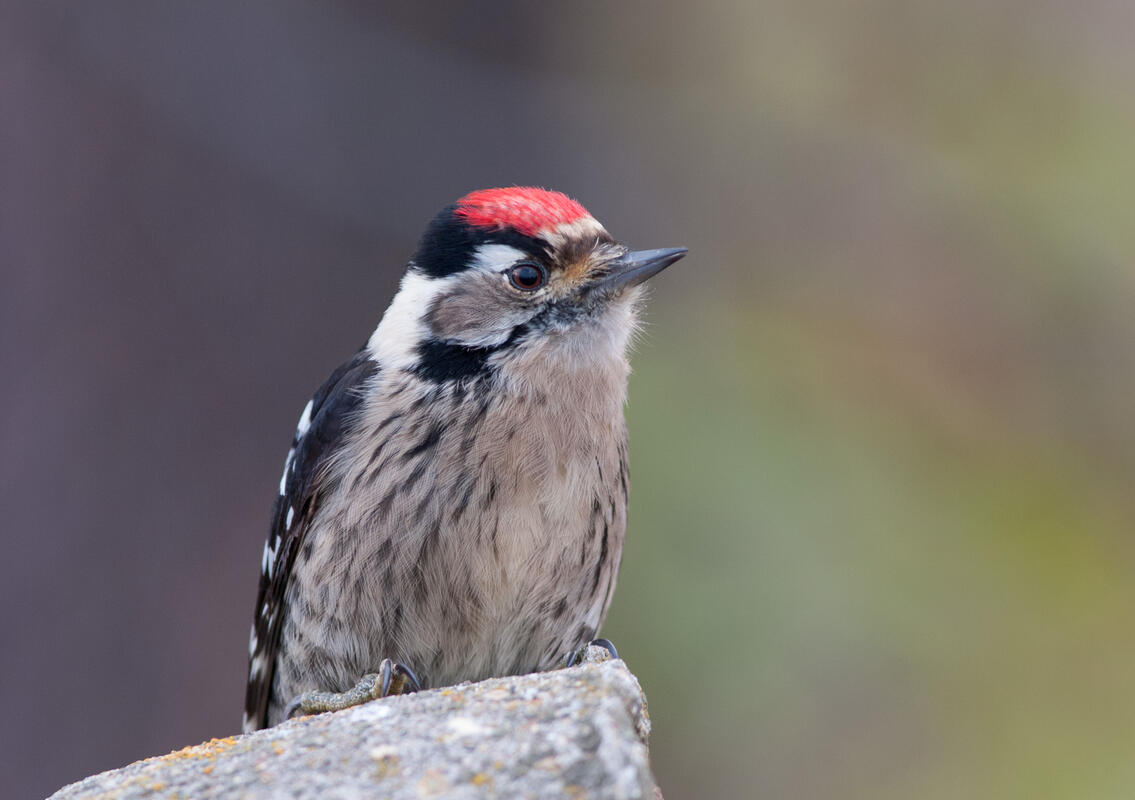 Lesser spotted woodpecker /Dryobates minor/