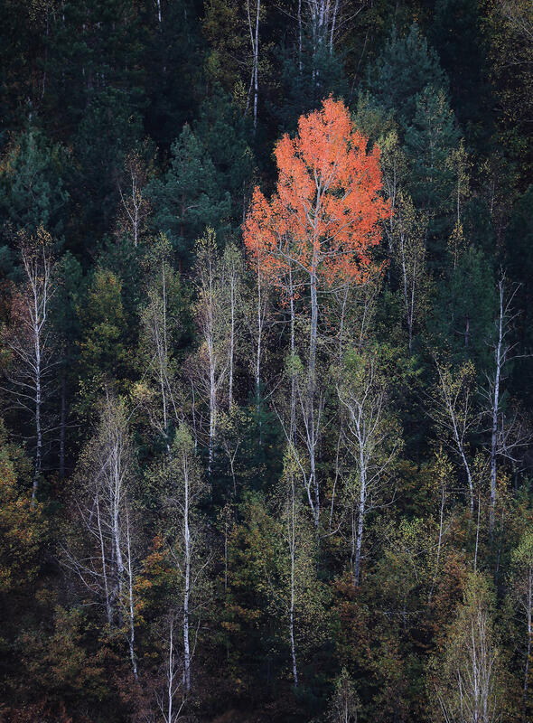 Bulgaria in autumn colors 