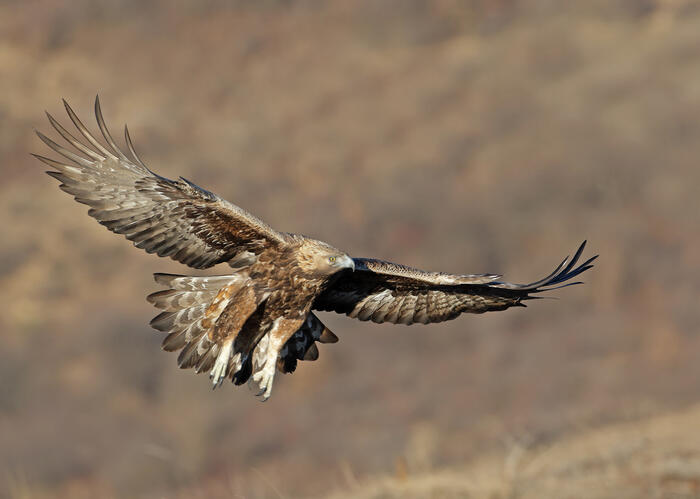 Golden Eagle