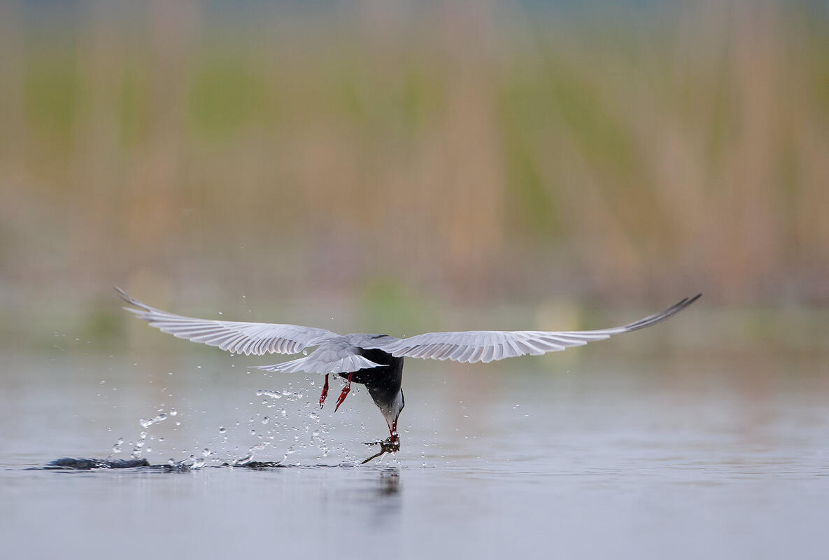 Whiskered Tern /Chlidonias hybrida/