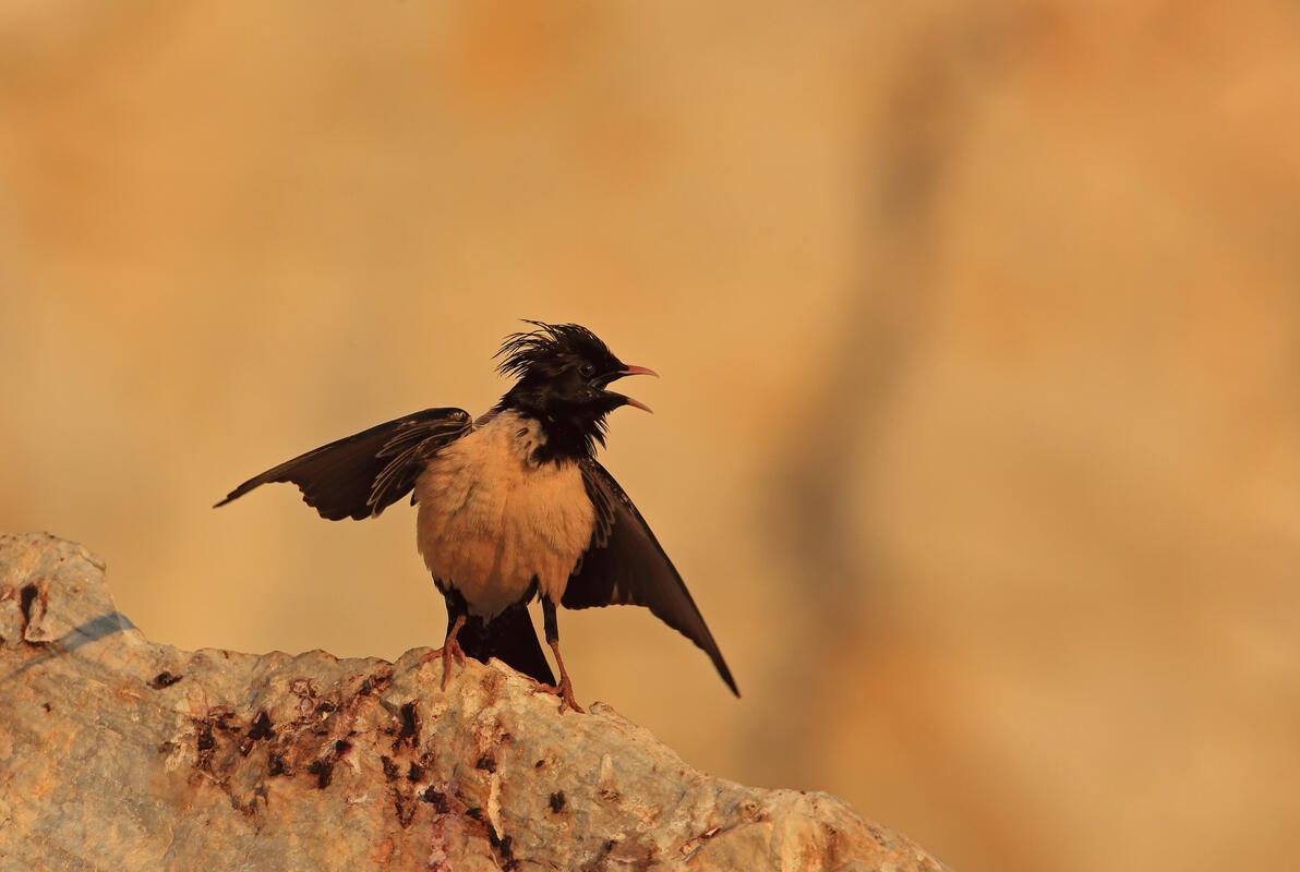 Rose-coloured Starling / Sturnus roseus/