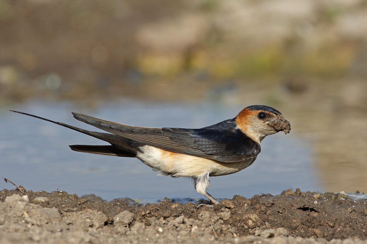 Red-rumped Swallow /Hirundo daurica/