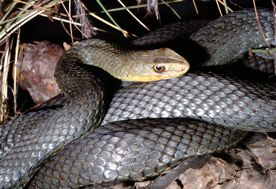 Montpellier Snake /Malpolonmonspessulanus/