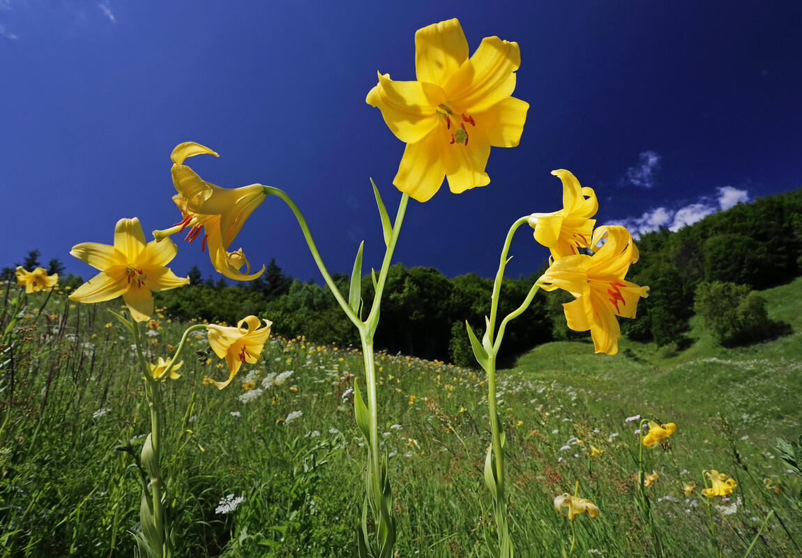 Lilium rhodopaeum Delip.