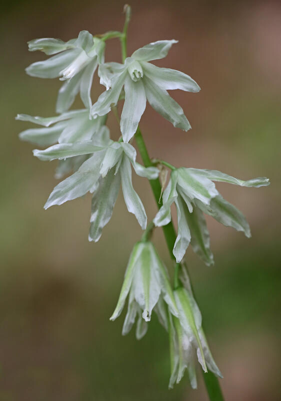 PlantsDrooping Star-of-Bethlehem /Ornithogalum nutans L.