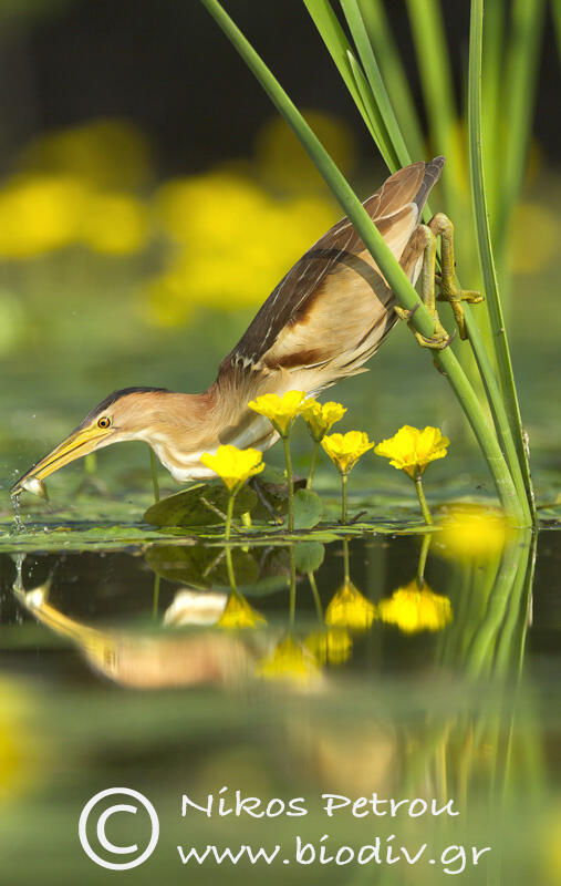 Nikos Petrou,  little bittern  /Ixobrychus minutus/