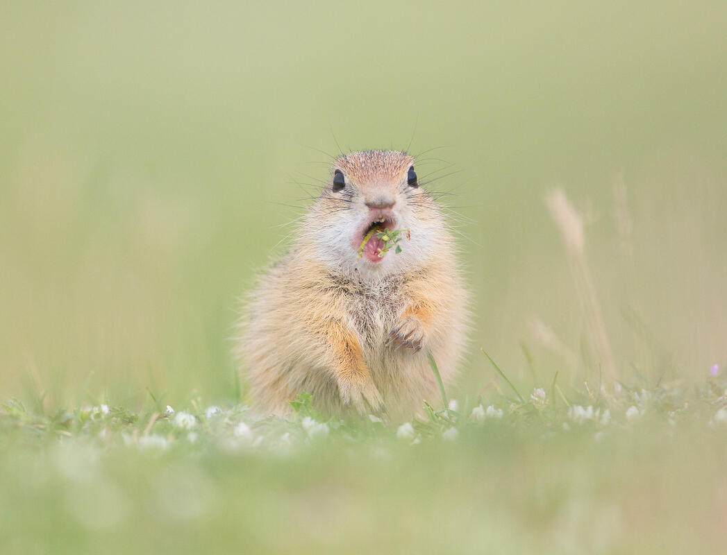 European ground squirrel 