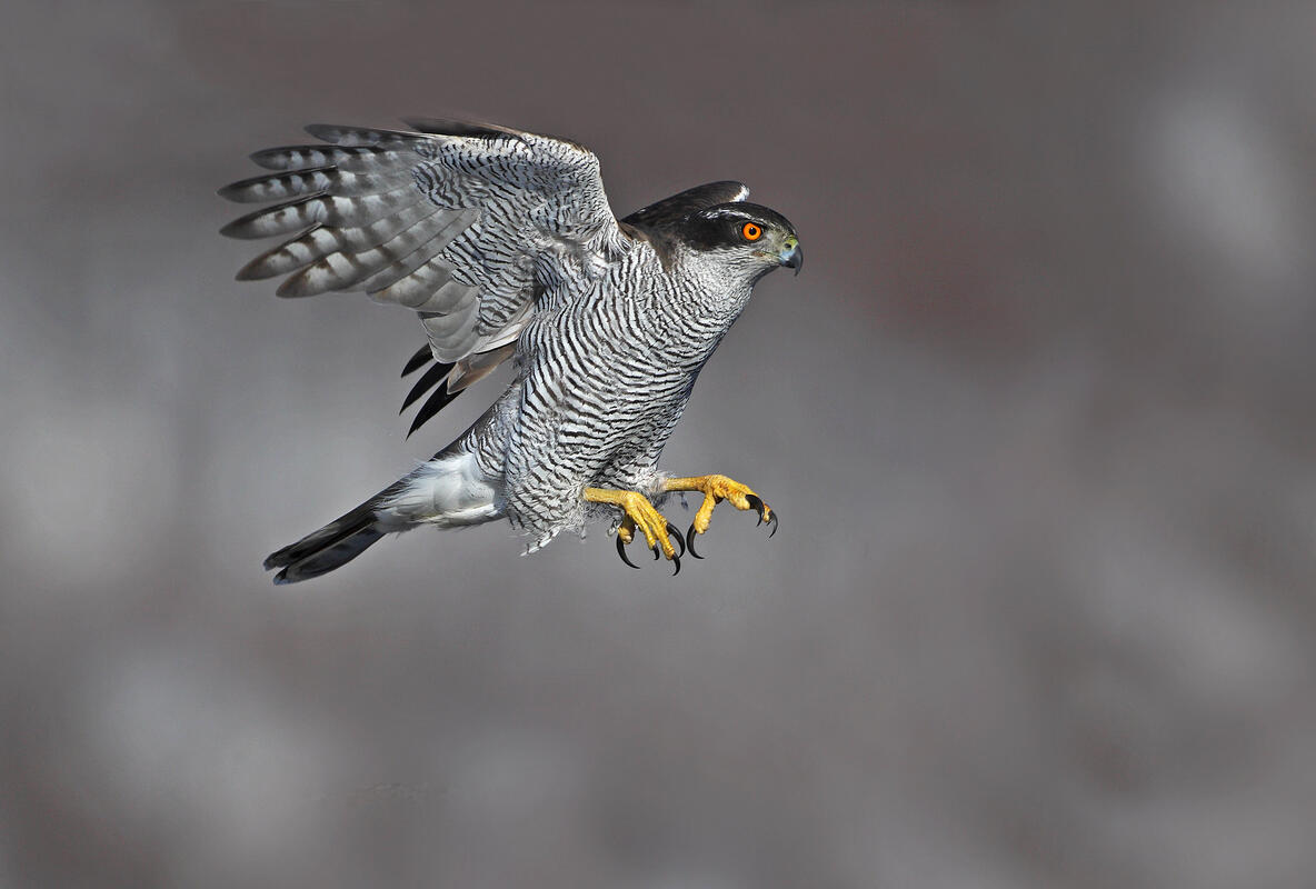 Goshawk /Accipiter gentilis/