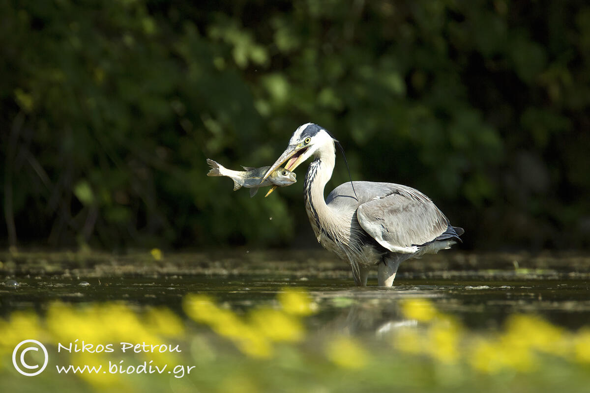 Nikos Petrou, Grey heron 