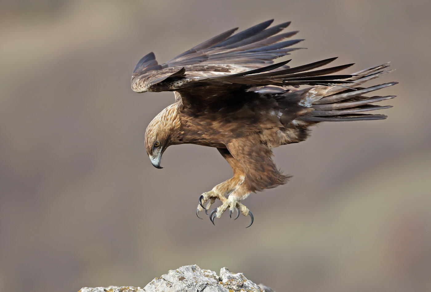 Golden Eagle