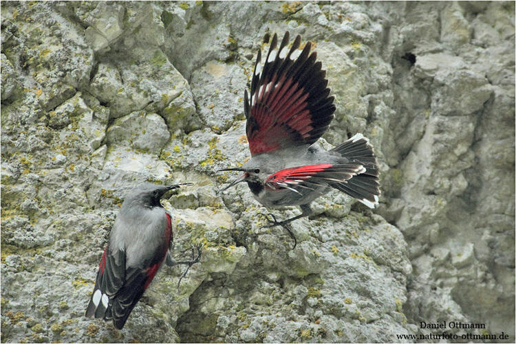 Daniel Ottmann, Wallcreeper /Tichodroma muraria/