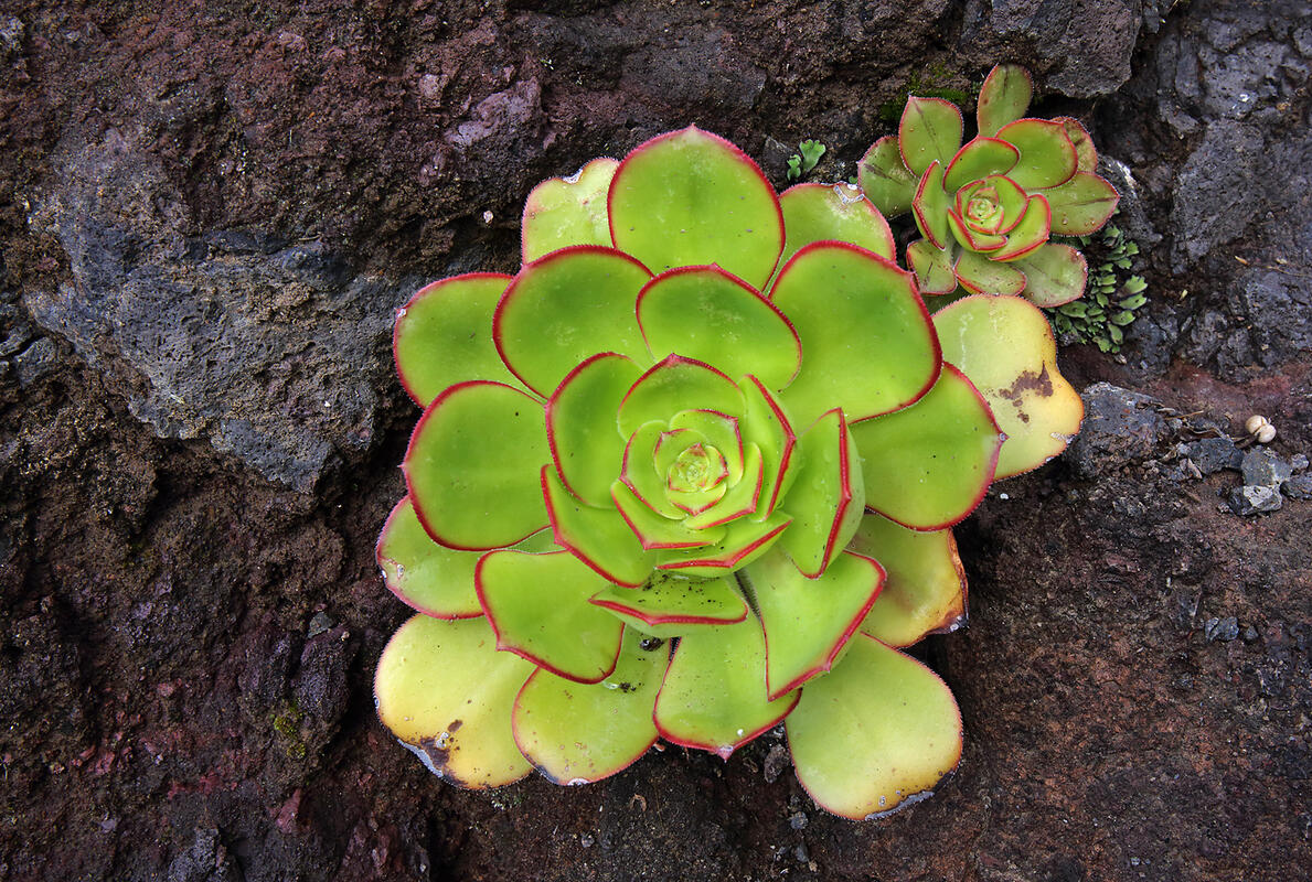 Tenerife