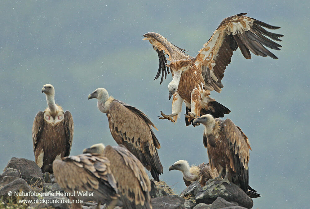 Helmut Weller, Griffon vultures