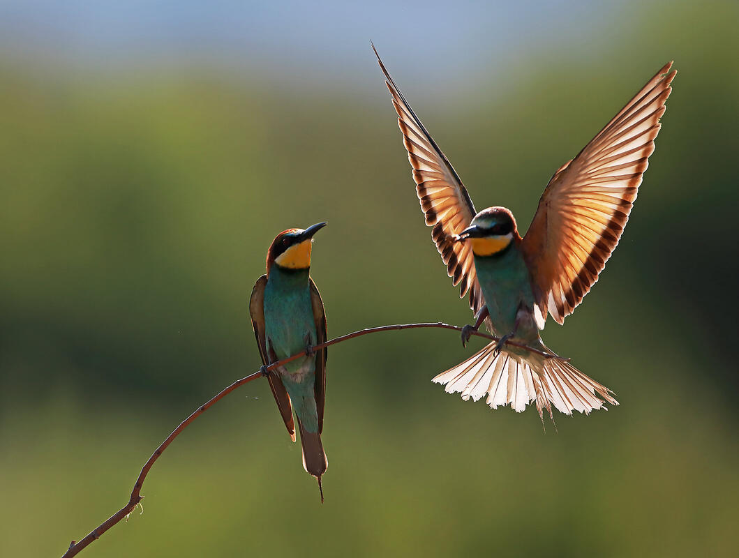 Bee-eaters