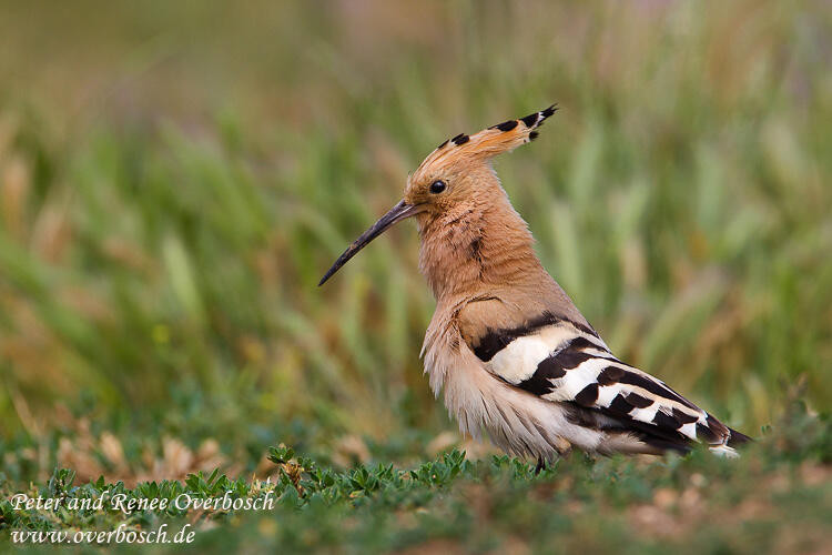 Renee Overbosch, Hoopoe /Upupa epops/  
