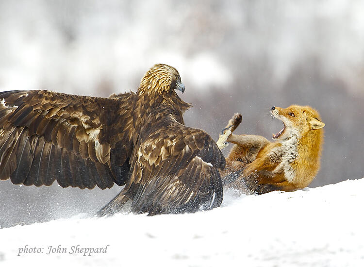 John Sheppard,  Golden eagle and Red Fox