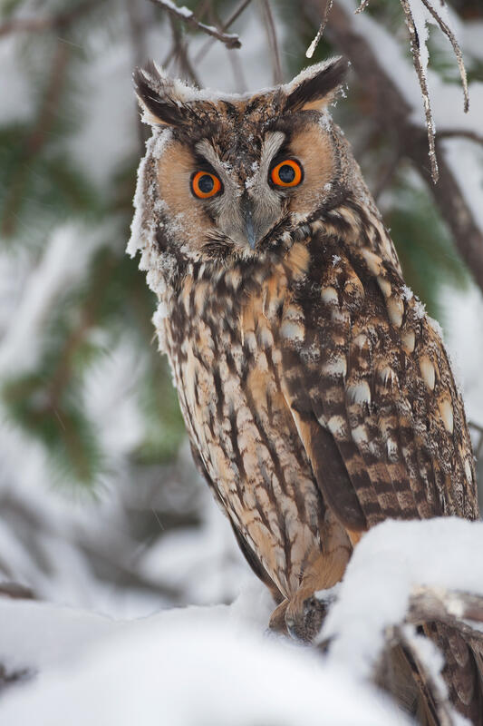Long-eared Owl / Asio otus/