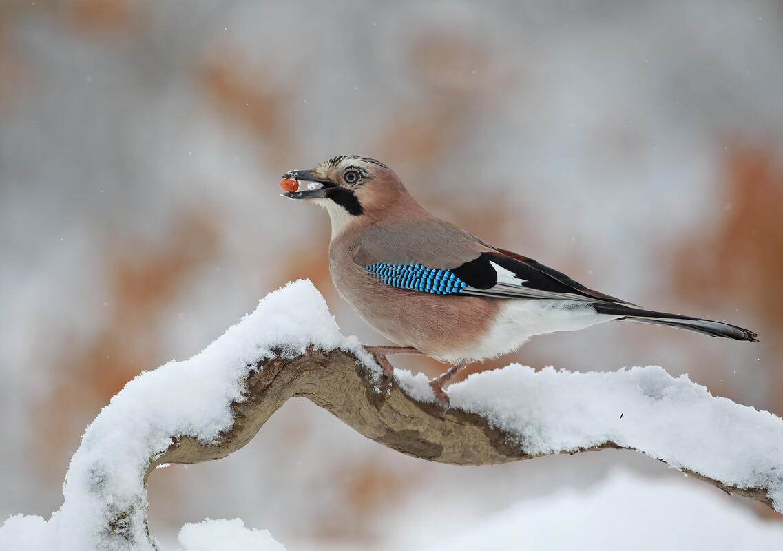 Jay