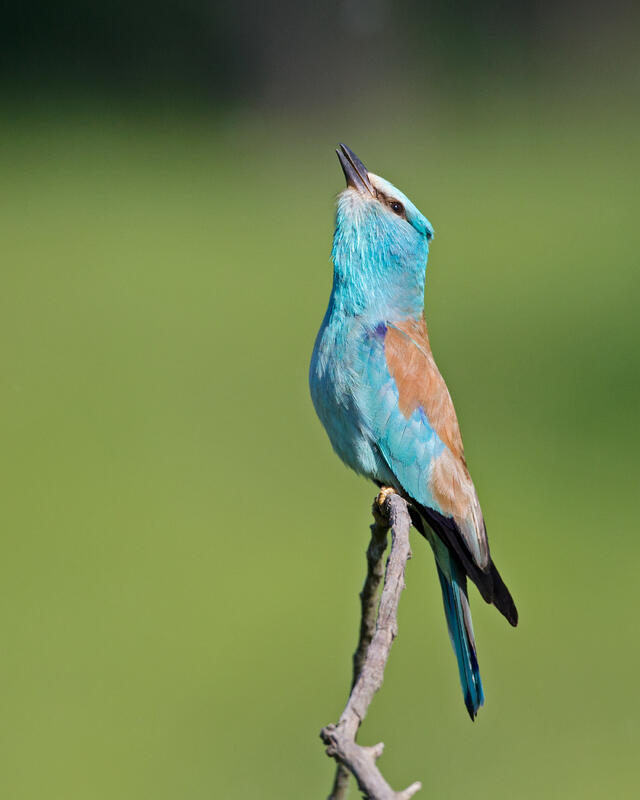 Roller