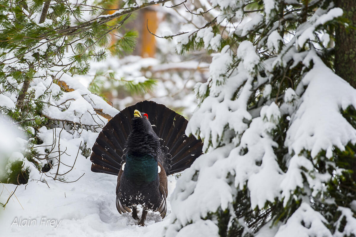 Alain Frey, Capercaillie