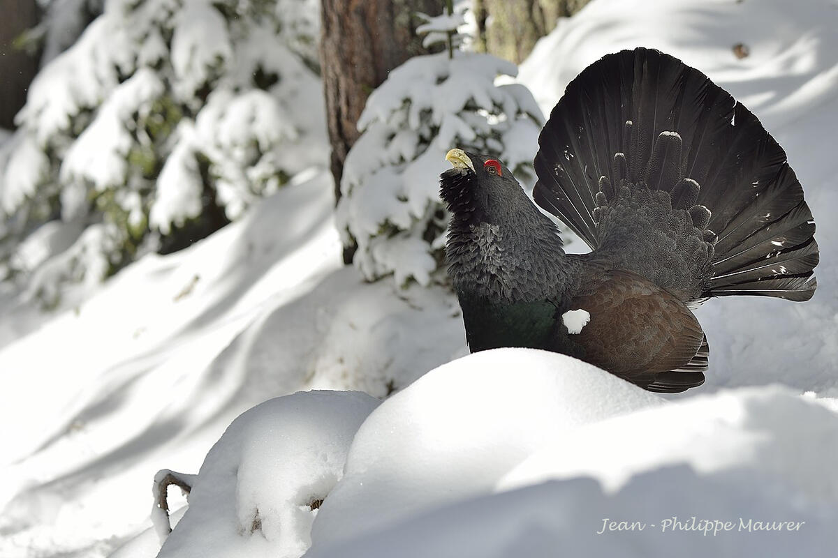 Jean-Philippe Maurer , Capercaillie
