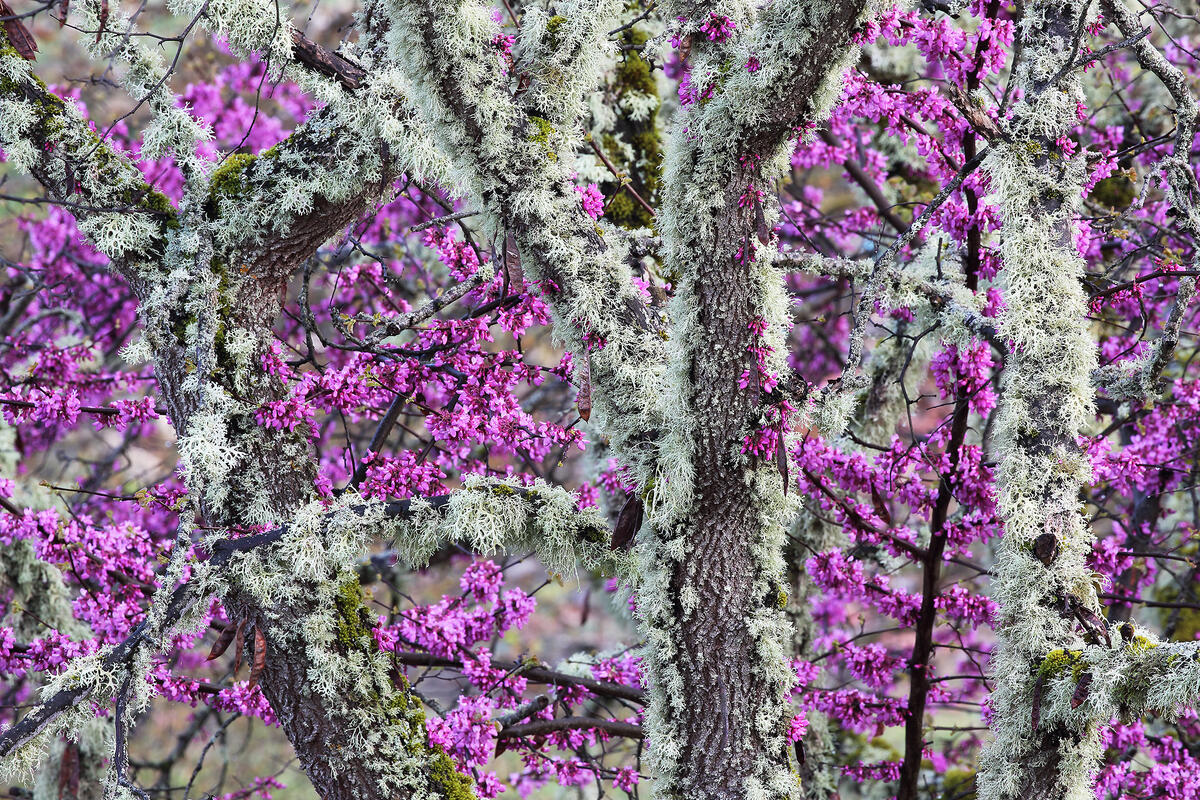 Judas tree /Cercis siliquastrum/