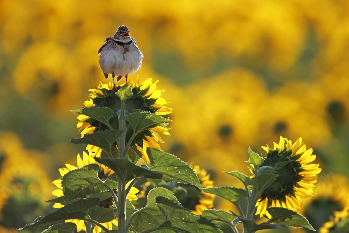 Calandra Lark /Melanocorypha calandra/