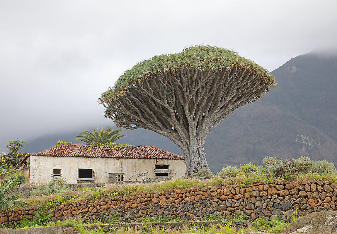 Tenerife