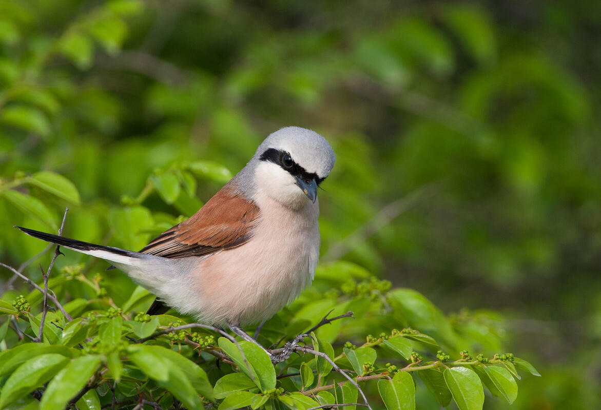 Red-backed Shrike /Lanius collurio/