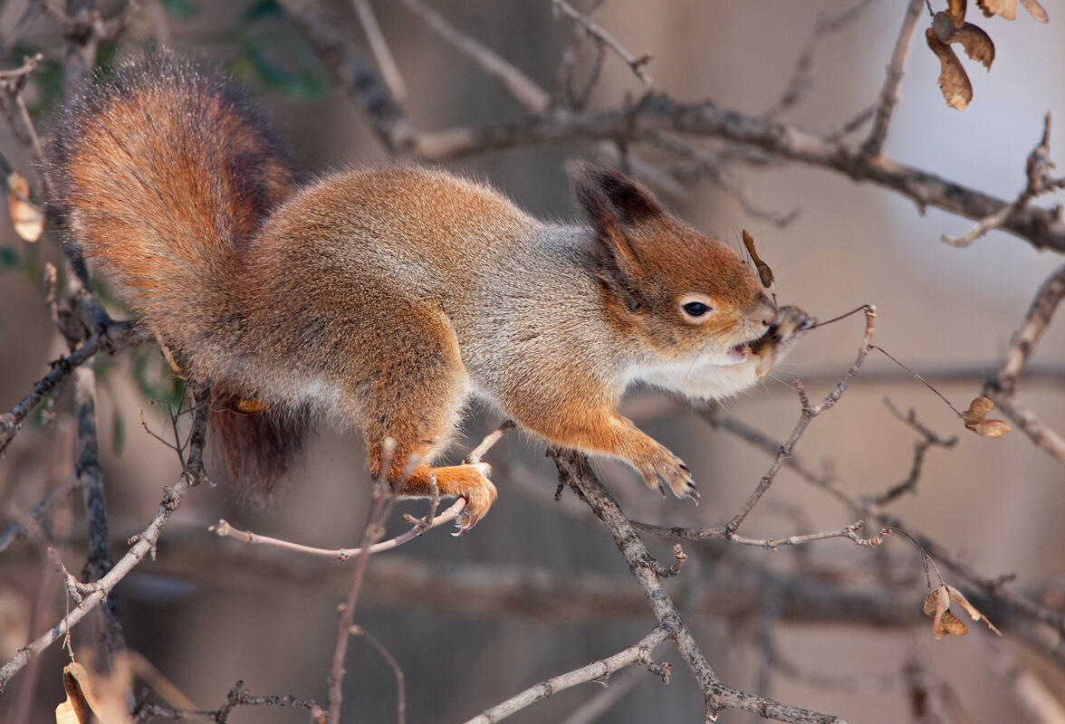Red Squirrel /Sciurus vulgaris/