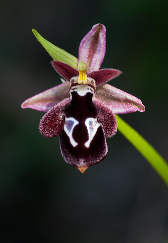 Reinhold's Bee Orchid /Ophrys reincholdii Spurner ex Fleishm./
