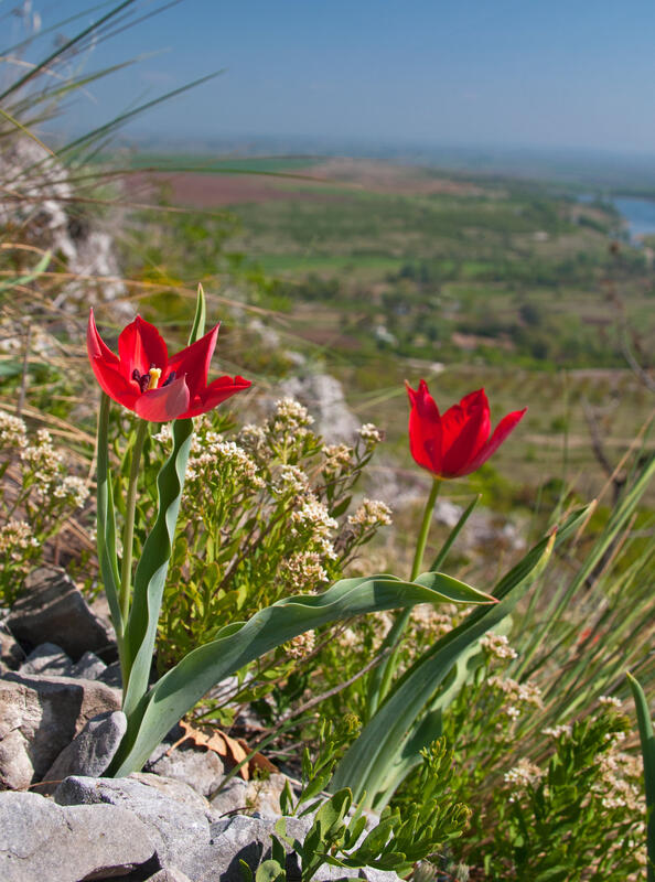 PlantsTulip /Tulipa rhodopea Velen./
