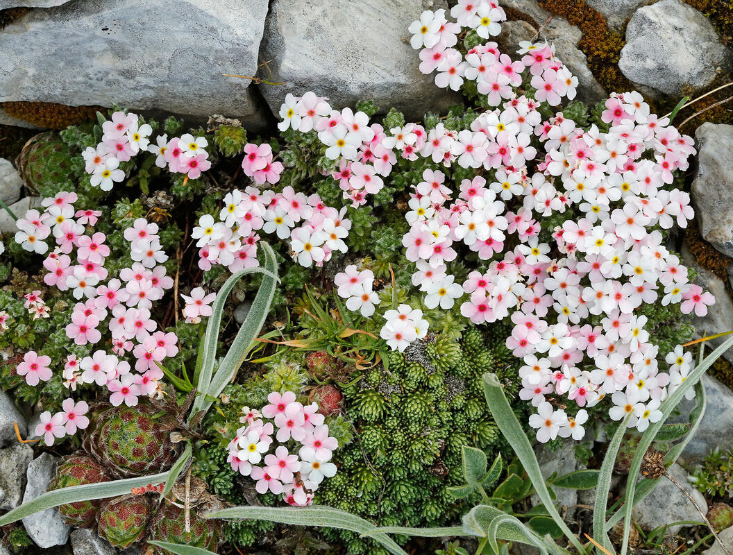 Plants