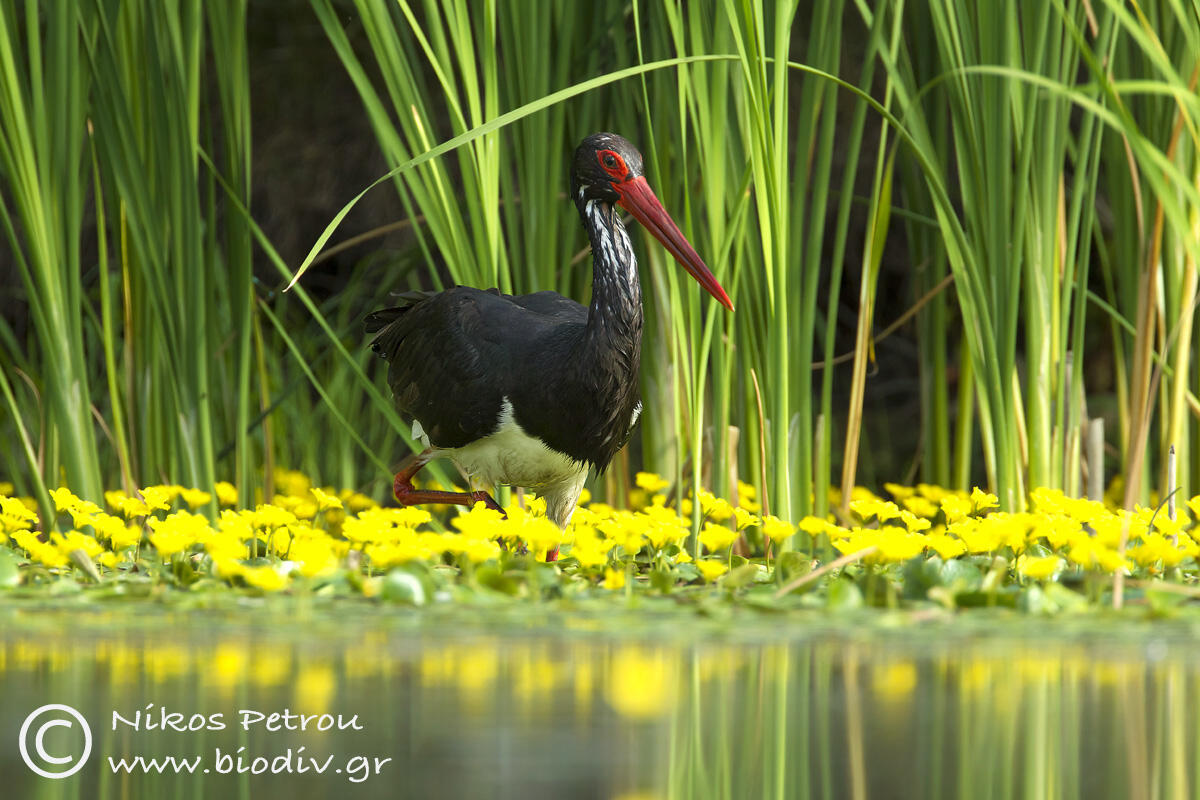 Nikos Petrou, Black stork 