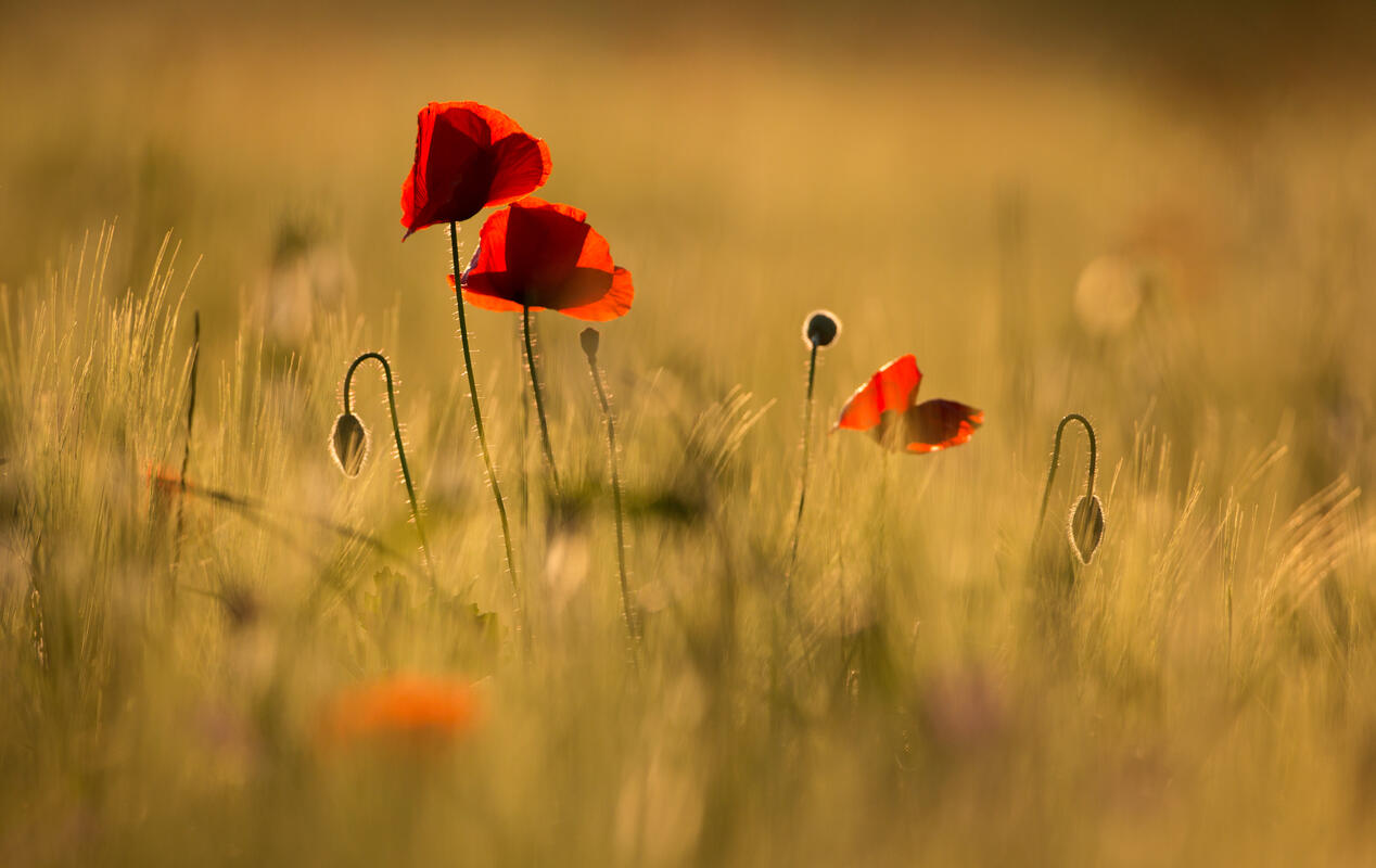 poppys