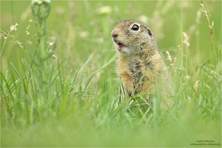 Daniel Ottmann, European Souslik /Spermophilus citellus/