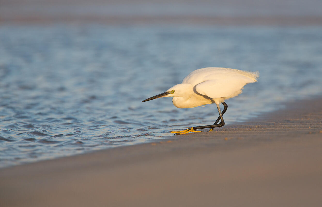 Furteventura,  little egret