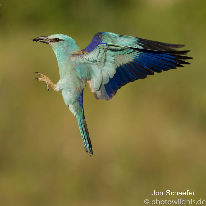 Jon Schaefer, Roller