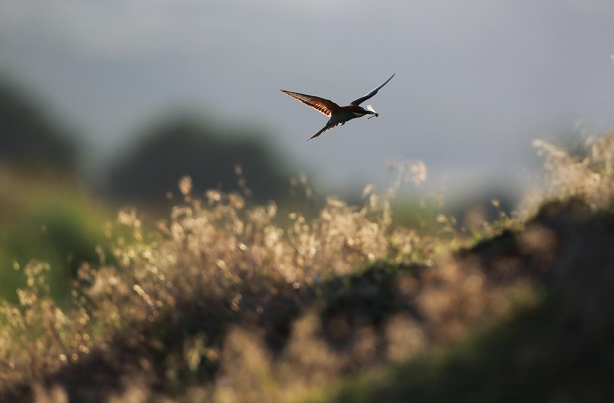 Bee-eater