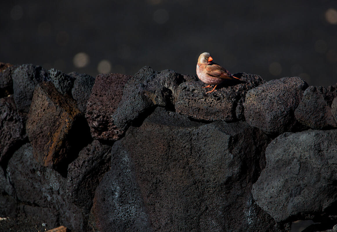 Lanzarote, Trumpeter finch /Rhodopechys githaginea/