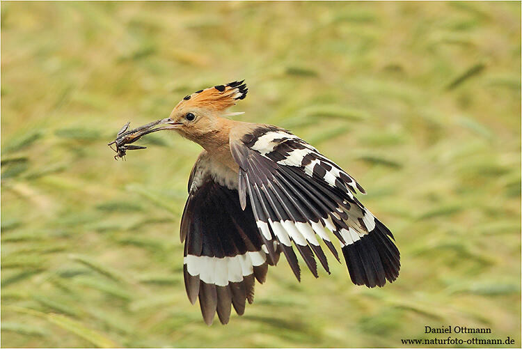 Daniel Ottmann, Hoopoe 