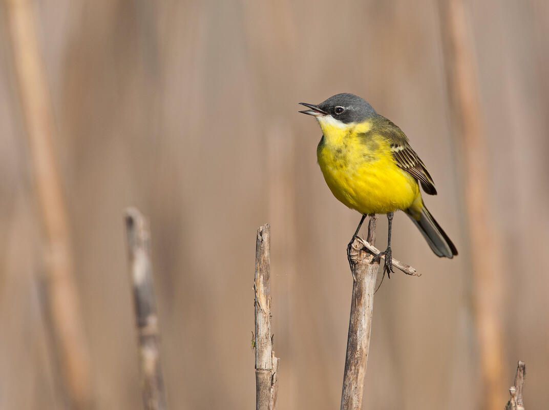 Grey Wagtail /Motacilla cinerea/