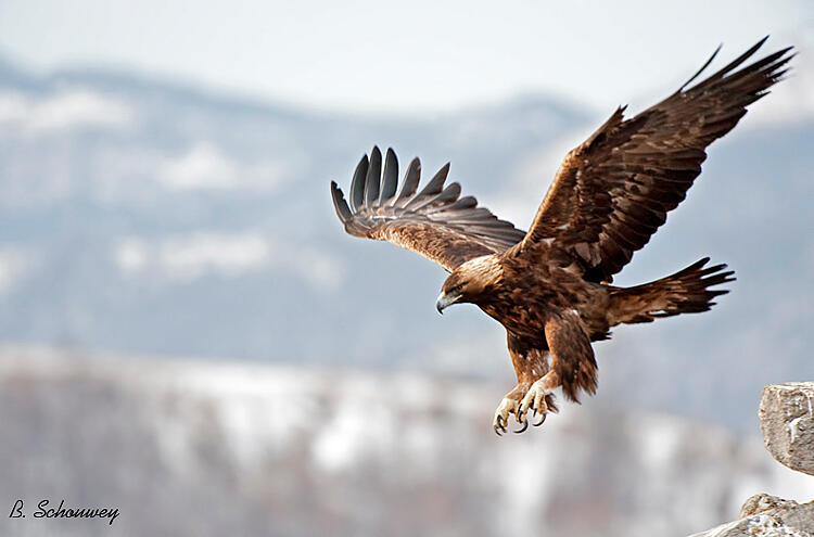 Bernard Schouwey, Golden eagle