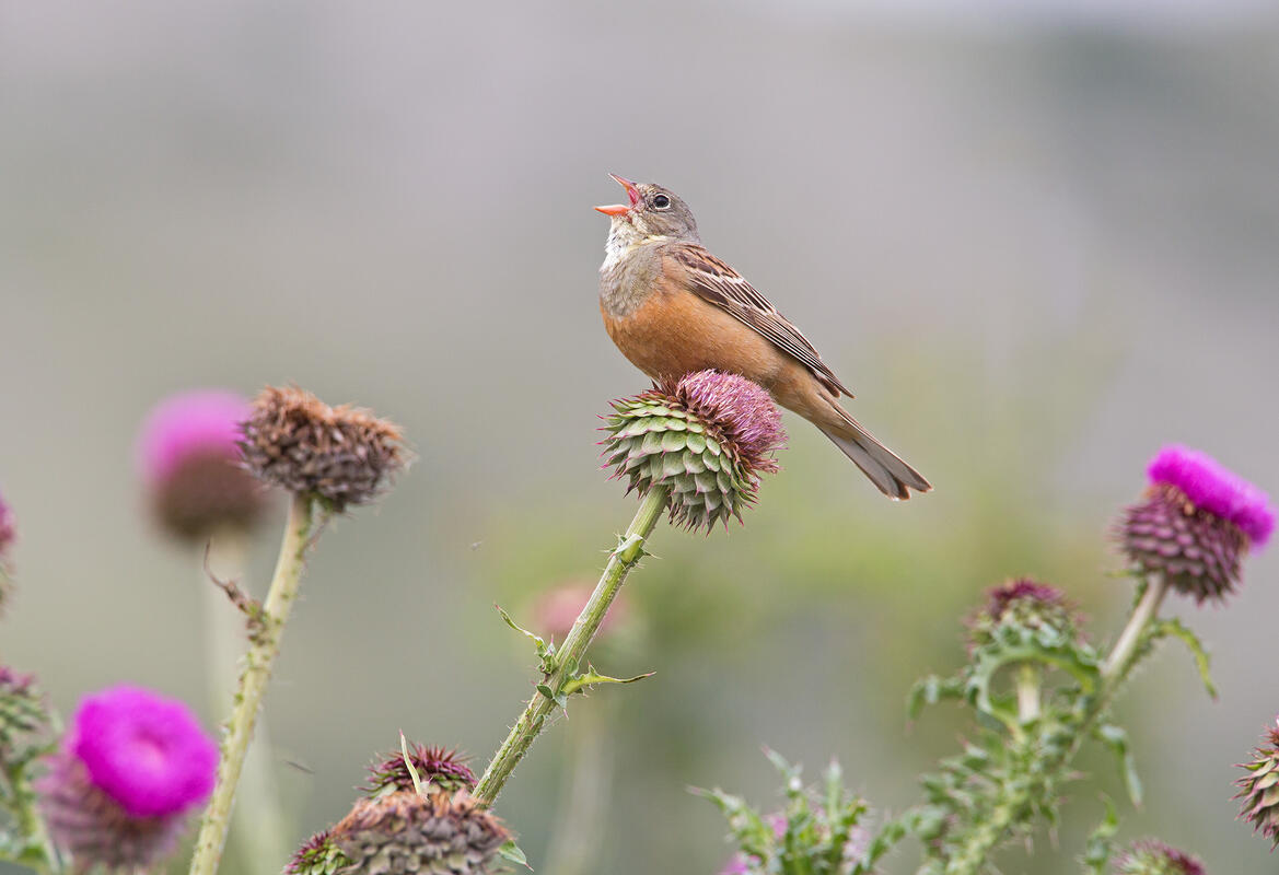Ortolan Bunting /Emberiza hortulana/