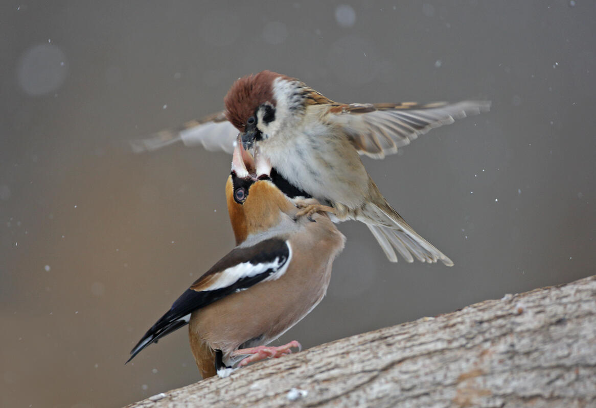 Hawfinch  and Tree Sparrow