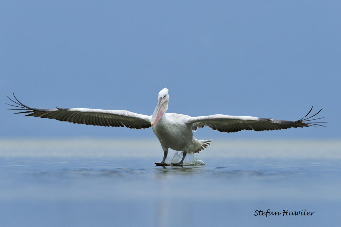 Stefan Huwiler, Dalmatian pelican