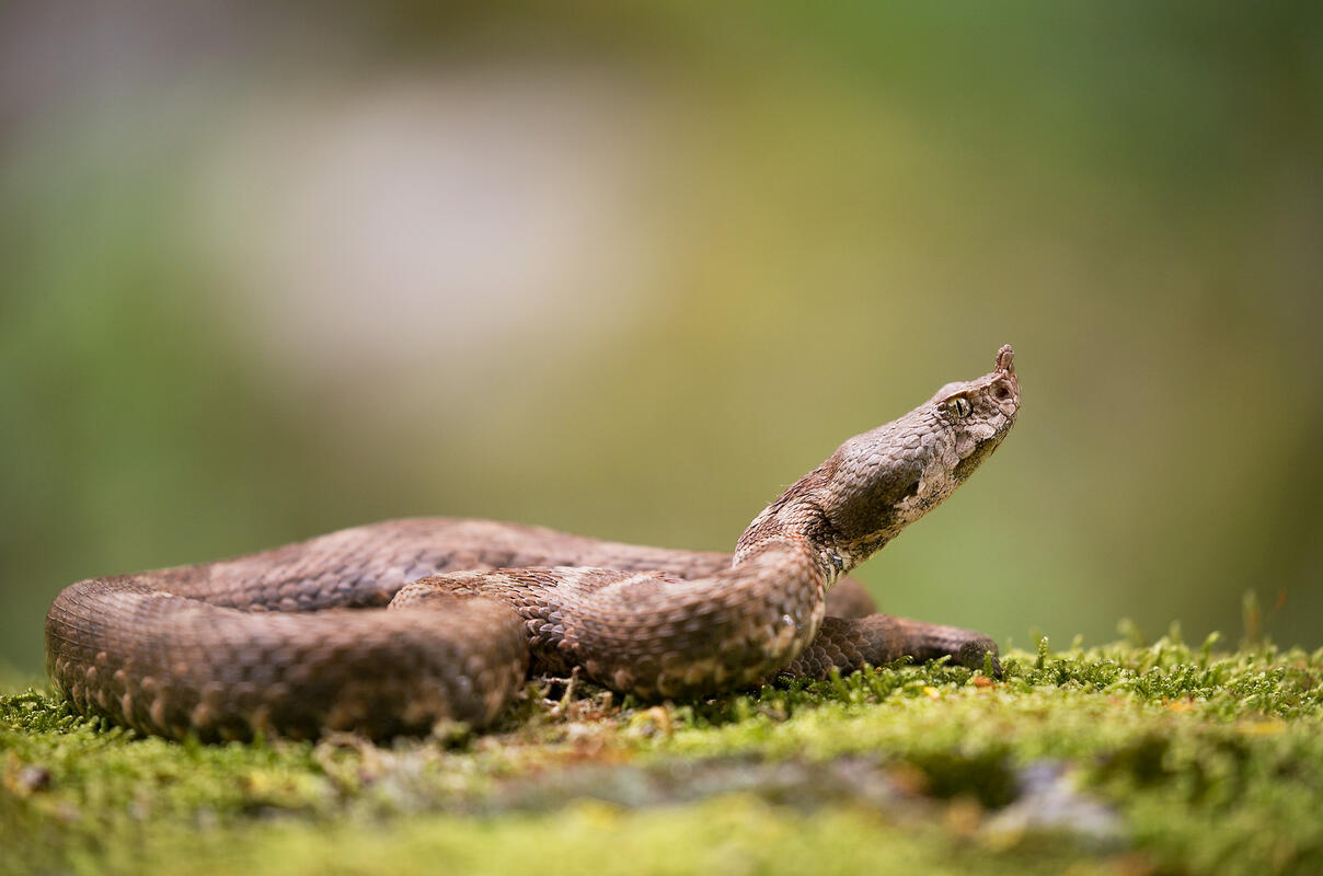 Nose-horned Viper / Vipera ammodytes/